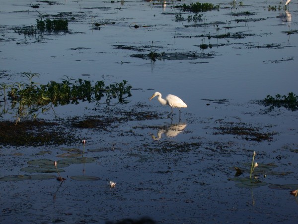 Egret (Yellow Waters Billabong)